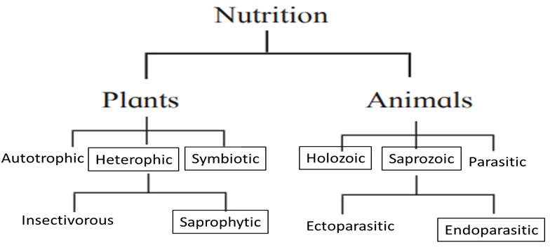 nutrition in organisms