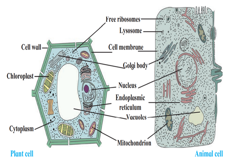 Std 7 Science Chapter 11 Cell Structure and Micro-organisms - questions and  answers. - JK Academy